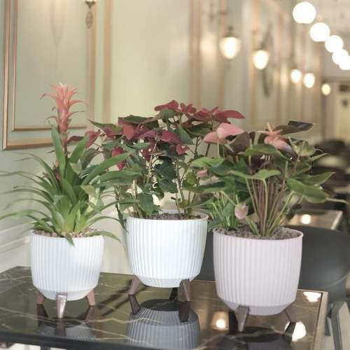 گلدان کنگره سایز متوسط